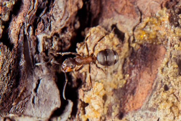 红色木蚂蚁 — 图库照片