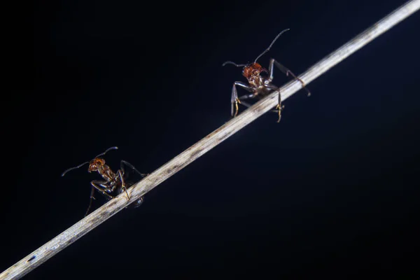 Mrówka leśna — Zdjęcie stockowe