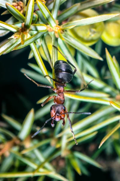 Κόκκινο μυρμήγκι ξύλου — Φωτογραφία Αρχείου