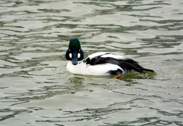 Gemeenschappelijke goldeneye drake — Stockfoto