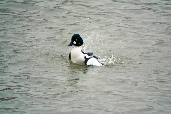 Común Goldeneye Drake —  Fotos de Stock