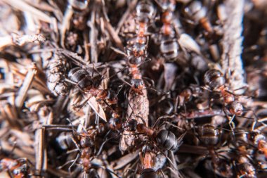 kırmızı ahşap karınca