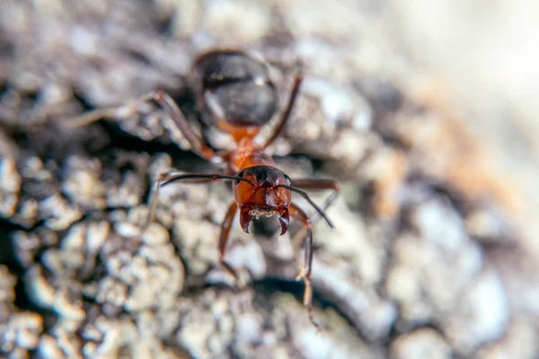 Червоного дерева ant — стокове фото
