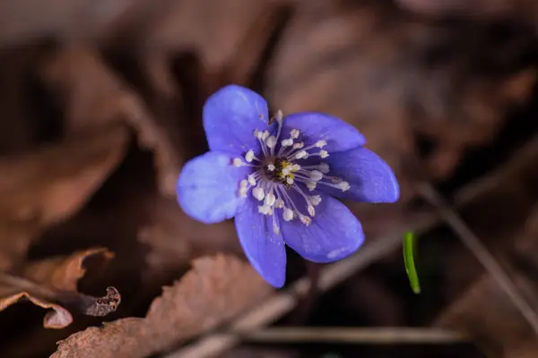 Common hepatica flower — Stock Photo, Image