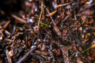 Kırmızı ahşap karıncalar kadar yakın