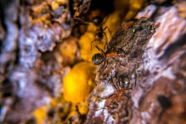 Altın renkli reçine ile çam ağacı üzerinde kırmızı ahşap karıncalar