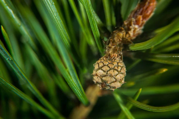 Rode Houten Mier Een Naaldboom Met Gele Hars — Stockfoto