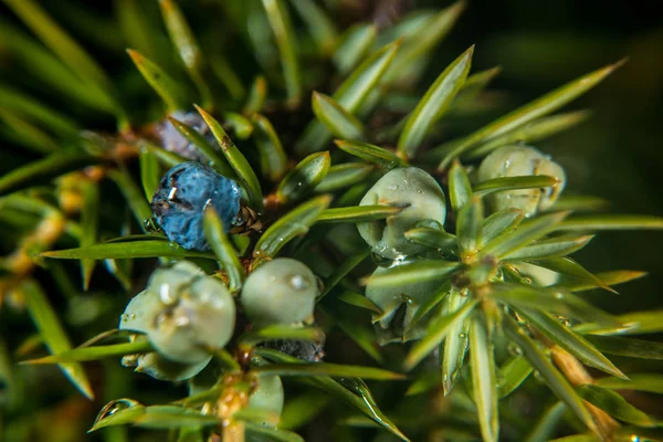 Kırmızı Ahşap Karınca Sarı Reçine Ile Çam Ağacı Üzerinde — Stok fotoğraf