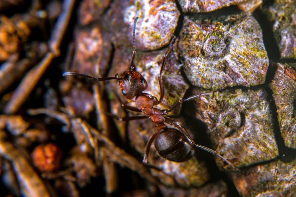 Fourmis Rouges Près — Photo