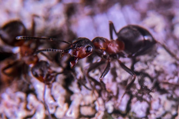 Fourmis Rouges Près — Photo