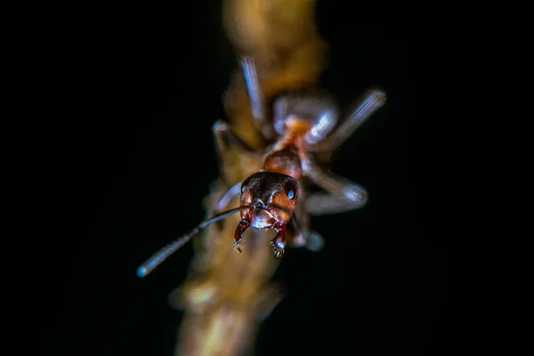 Red Wood Ant Pine Tree Yellow Resin — Stock Photo, Image