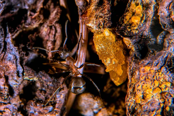 Formigas Vermelhas Madeira Pinheiro Com Resina Cor Dourada — Fotografia de Stock