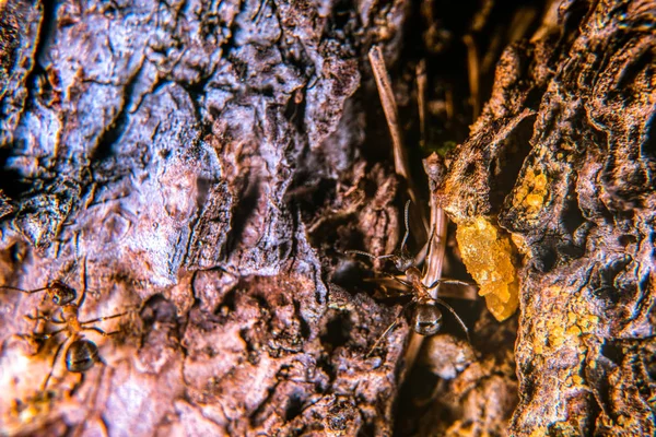 Formiga Madeira Vermelha Pinheiro Com Resina Amarela — Fotografia de Stock
