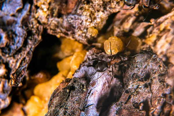 黄金色の樹脂で松の木に赤い木蟻 — ストック写真