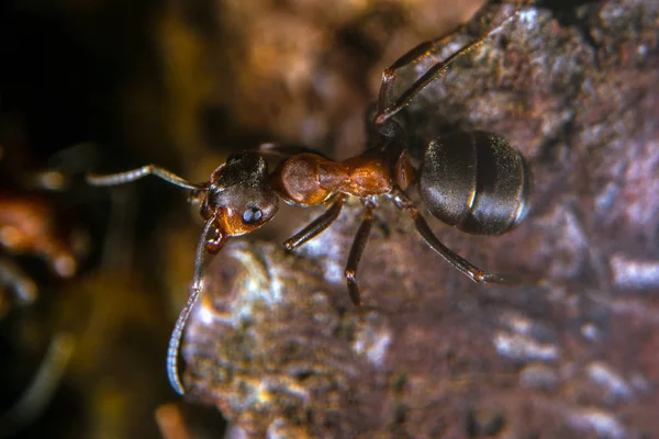 Formiga Madeira Vermelha Pinheiro Com Resina Amarela — Fotografia de Stock