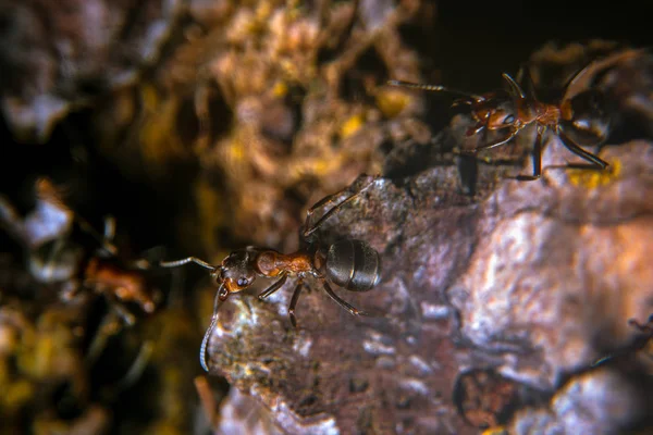 用黄色树脂在松树上的红木蚂蚁 — 图库照片