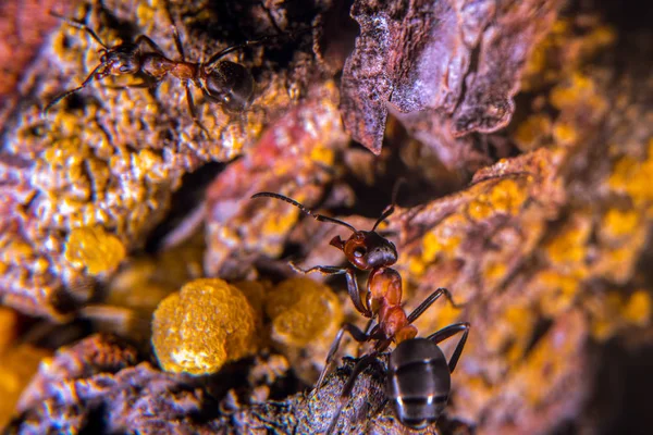 黄色樹脂で松の木に赤い木蟻 — ストック写真