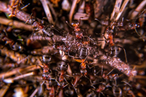 Red Wood Ants Close — Stock Photo, Image