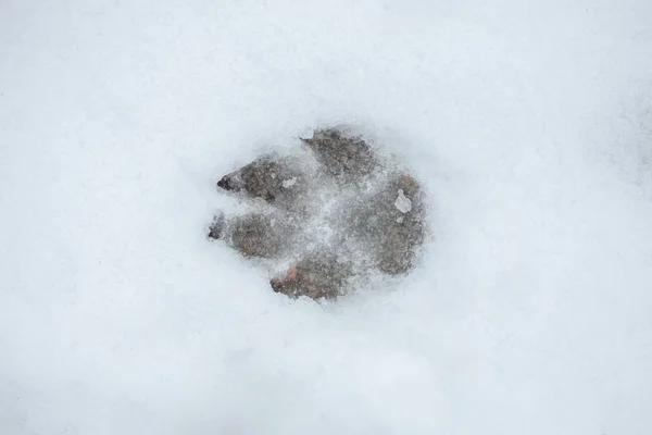 Dogs Footprint Snow — Stock Photo, Image