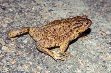 Common toad walking on asphalt clipart
