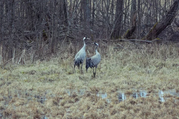 Vanlig Malmkran Eurasien Våren — Stockfoto