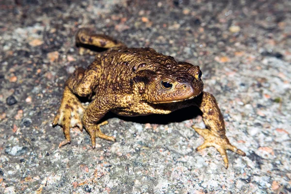 Sapo Comum Andando Sobre Asfalto — Fotografia de Stock