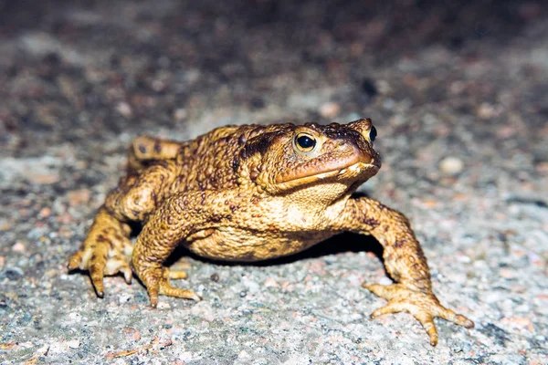 Sapo Comum Andando Sobre Asfalto — Fotografia de Stock