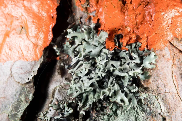 Lichen — Stock Photo, Image