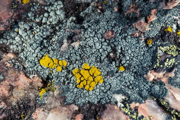 Lichen Close Spring — Stock Photo, Image