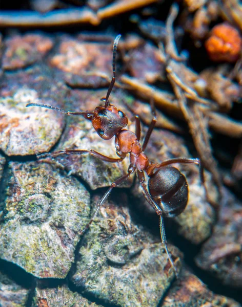 Rode Houten Ant Close — Stockfoto