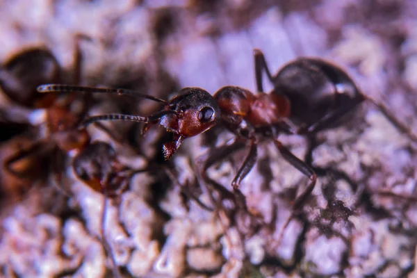 Semut Kayu Merah Close — Stok Foto