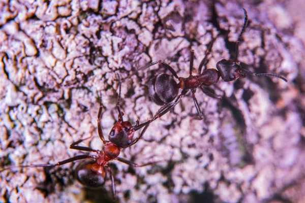 Красный лесной муравей — стоковое фото