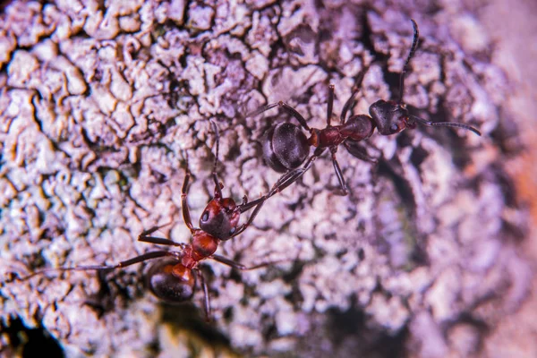 Kırmızı Ahşap Karıncalar Yakın Çekim — Stok fotoğraf