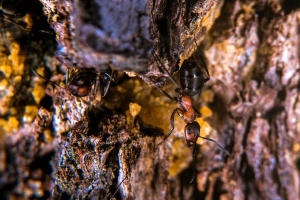 Formiga de madeira vermelha — Fotografia de Stock