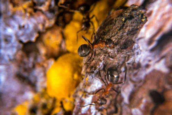 Czerwony drewno mrówka — Zdjęcie stockowe