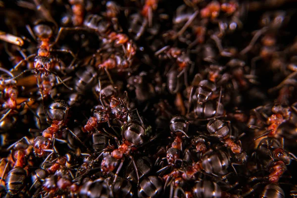 Hormiga de madera roja — Foto de Stock