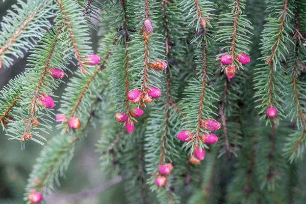 ノルウェー スプルース コーンを開花 — ストック写真