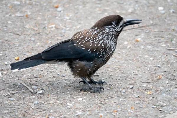 Spotted nutcracker on the ground — Stock Photo, Image