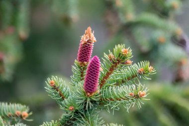 young cones on a Norway spruce clipart