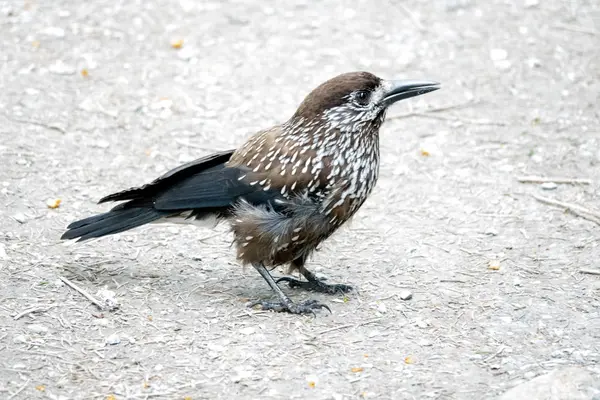 Gevlekte notenkraker — Stockfoto