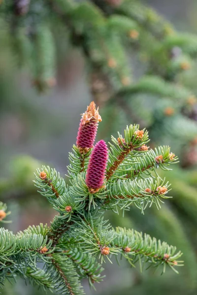 Cones Jovens Abeto Noruega — Fotografia de Stock