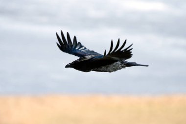 İzlanda Raven ve Faeroe Adaları olan bir alt tür ortak kuzgun