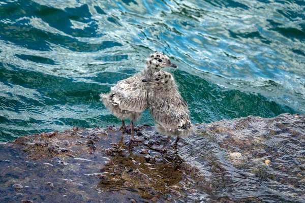常见的海鸥在水中 — 图库照片