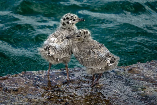 Gemensamma Gull Ungarna Vattnet — Stockfoto