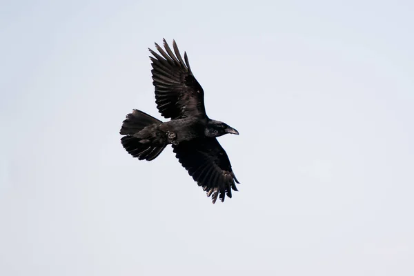Raven Islandii Wysp Owczych Jest Gatunek Sub Kruk — Zdjęcie stockowe