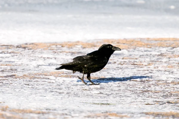 Corvo Islanda Isole Faeroe Una Sottospecie Del Corvo Comune — Foto Stock