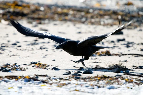 Corbeau Islande Des Îles Féroé Est Une Sous Espèce Corbeau — Photo