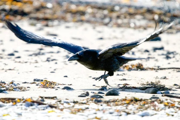 Der Rabe Von Island Und Färöer Inseln Ist Eine Unterart — Stockfoto