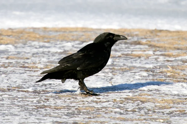 Raven Iceland Faeroe Islands Sub Species Common Raven — Stock Photo, Image