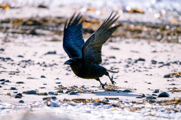 Raven Iceland Faeroe Islands Sub Species Common Raven — Stock Photo, Image